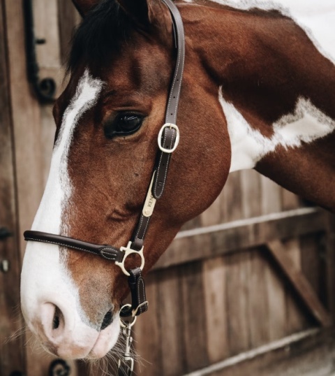 Skórzany kantar Kentucky typu "Grooming"