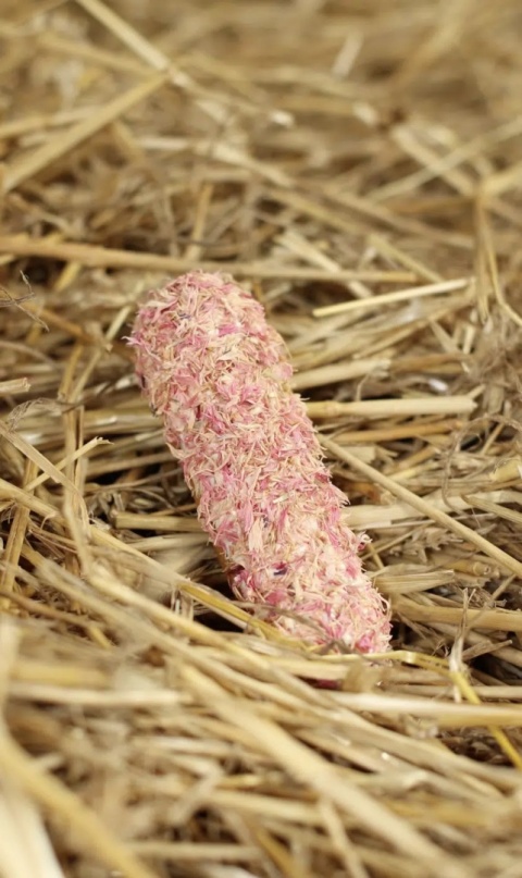 Ekler Candy Horze Rózowy Chaber