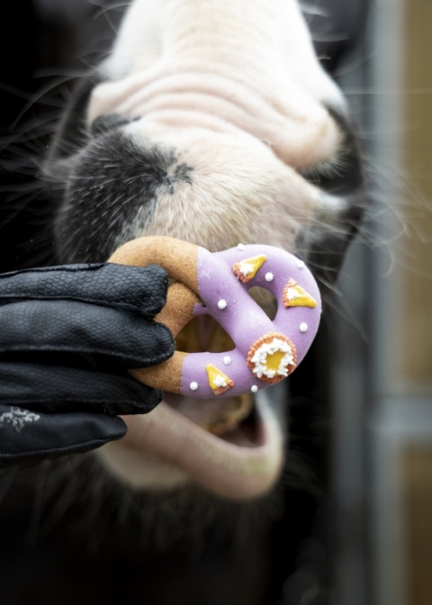 Limitowane lukrowane precle Candy Horse FOODIE