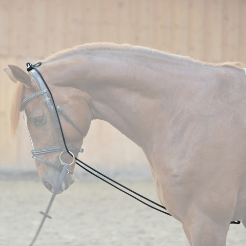 Czambon elastyczny Kavalkade