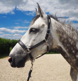 Kantar skórzany Kentaur