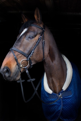 Ogłowie Kentaur "Savannah"