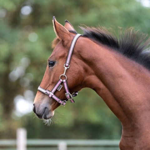 Nylonowy kantarek źrebięcy Kavalkade