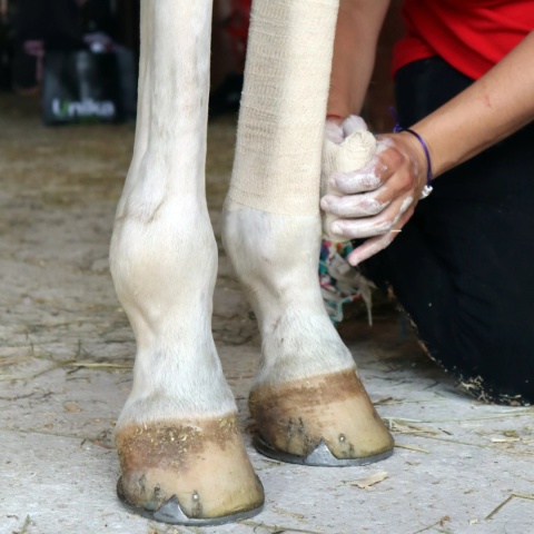 Bandaż wspomagajacy regenerację nóg Unika Comfort Wrap Plus