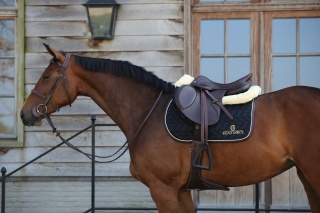 Czaprak skokowy Kentucky