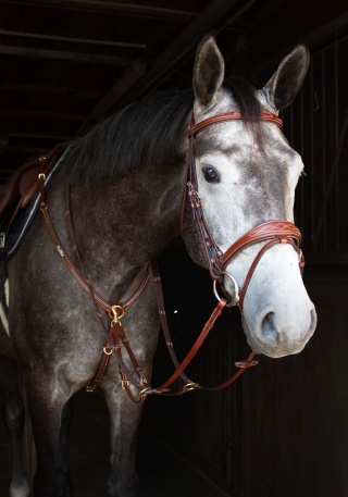 Ogłowie Kentaur "Nashville"