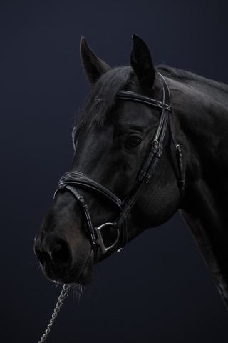 Ogłowie anatomiczne Dy'on US Jumping Collection